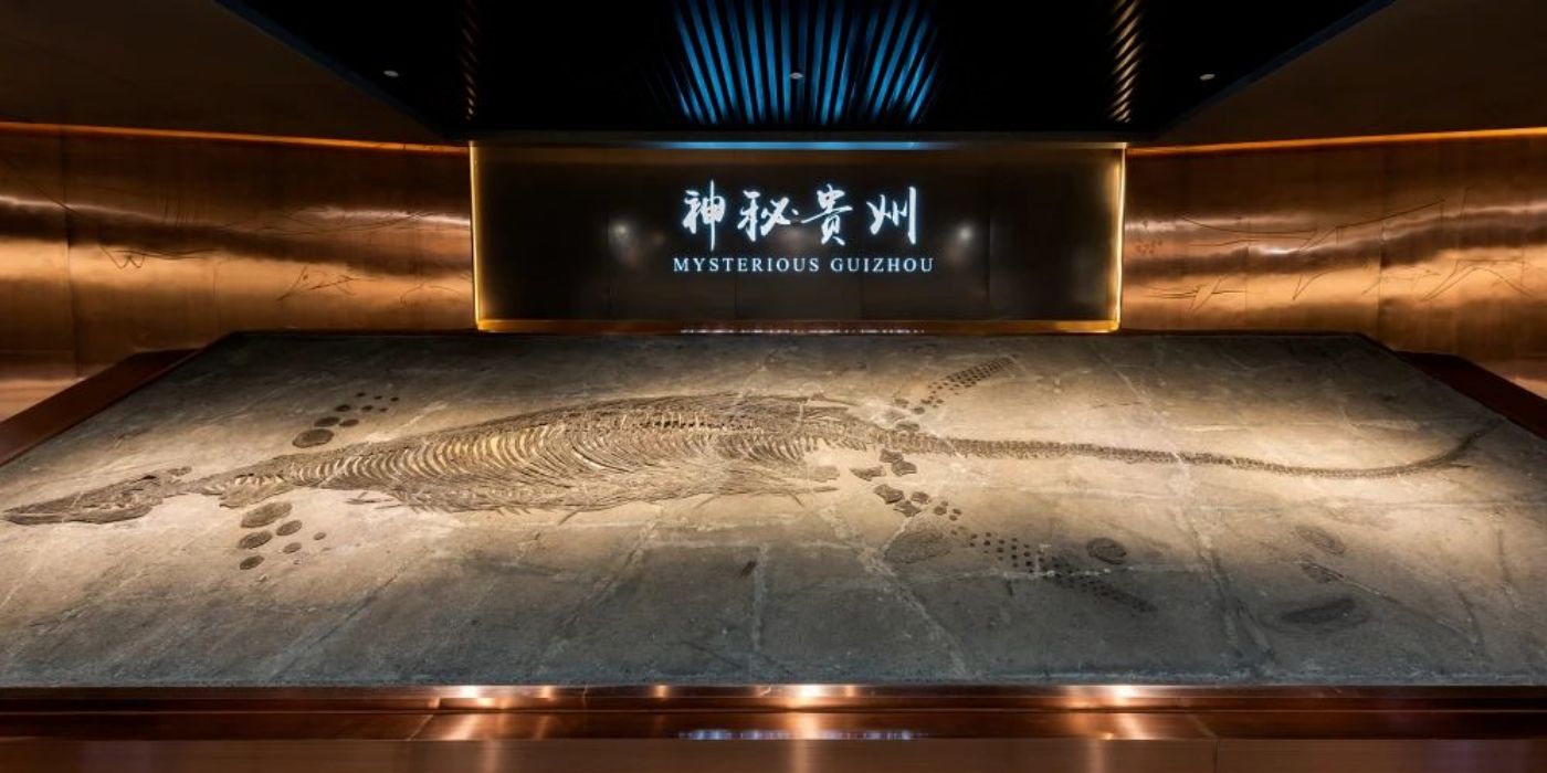 贵州地质博物馆-神秘贵州厅：古生物王国