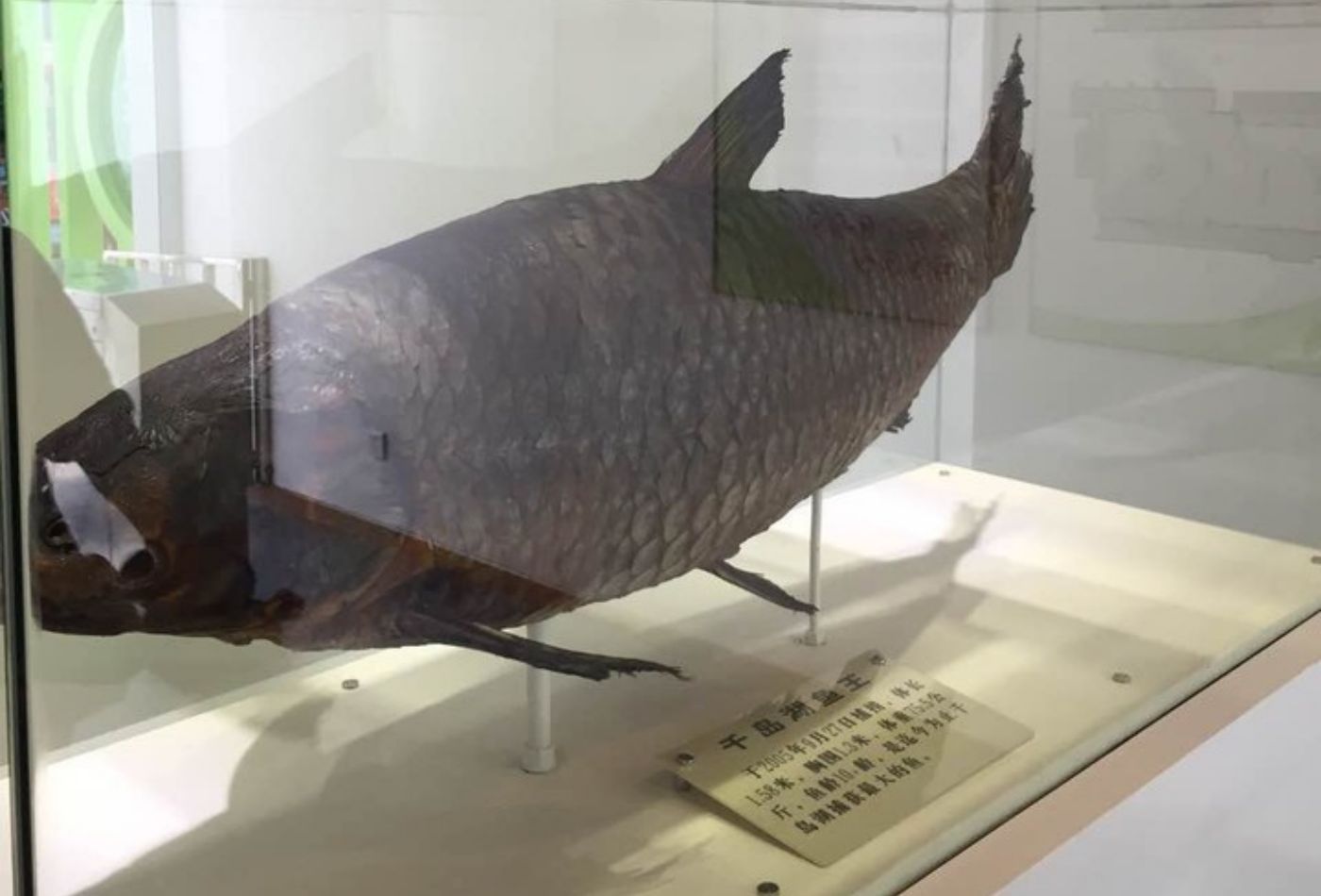 千岛湖鱼博馆：感受千岛湖鱼文化的魅力