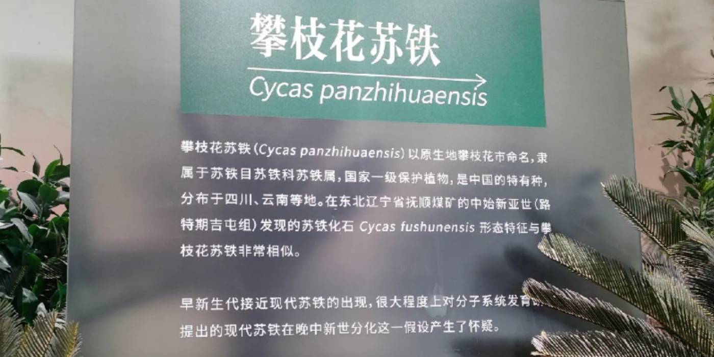 攀枝花苏铁自然遗产保护展示馆：探秘亿年“植物活化石”-攀枝花苏铁