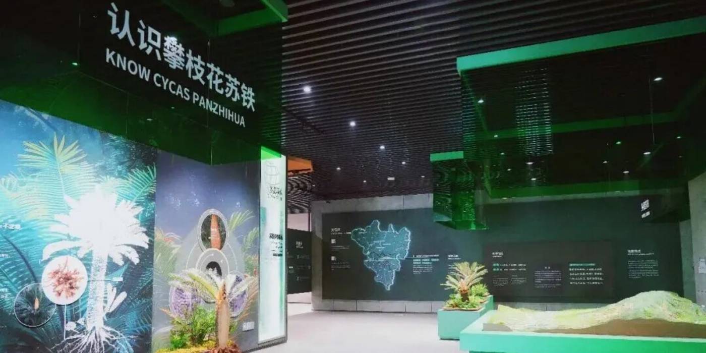 攀枝花苏铁自然遗产保护展示馆：探秘亿年“植物活化石”-攀枝花苏铁